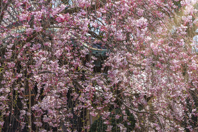 Pink cherry blossoms in spring