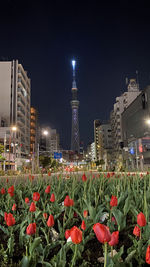 Red flowering plants in city at night