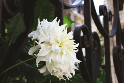 Close-up of fresh white flower