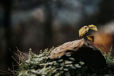 Close-up of lichen on tree trunk