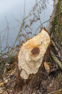 Close-up of wood on tree trunk