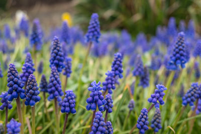 Close-up of purple flowering plants on field