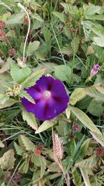 Close-up of purple flowers