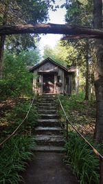 Steps leading towards trees