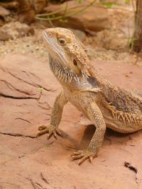 Close-up of lizard on rock