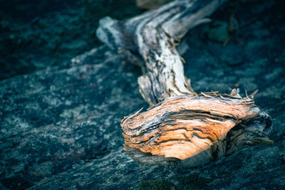 High angle view of driftwood on rock