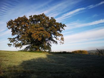 Tree on field against sky