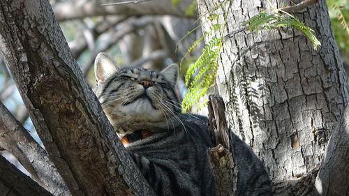 Cat relaxing on tree trunk