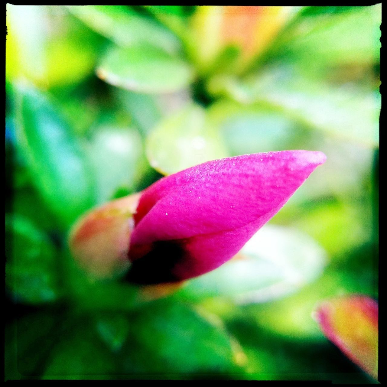 transfer print, flower, freshness, growth, petal, auto post production filter, fragility, focus on foreground, close-up, beauty in nature, pink color, flower head, nature, plant, selective focus, blooming, bud, red, leaf, blossom