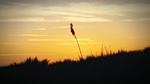 Silhouette of trees at sunset