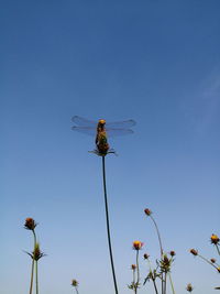 Low angle view of flowering plant against blue sky