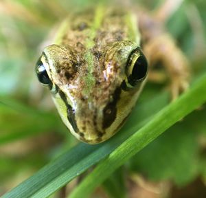 Close-up of insect on plant