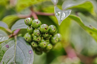 Close-up of unripe elderberries hanging on a shrub