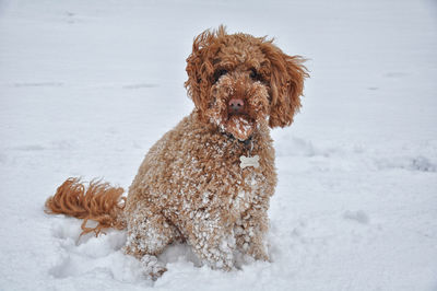 Ginger cockapoo in the snow