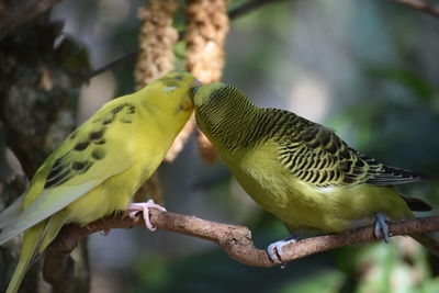 Close-up of parrot perching on branch