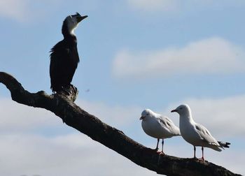 Bird perching on branch against sky