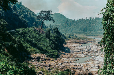 Scenic view of forest against sky