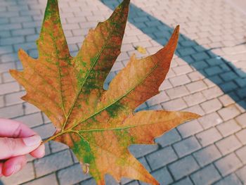 Cropped hand of woman holding maple leaf during autumn