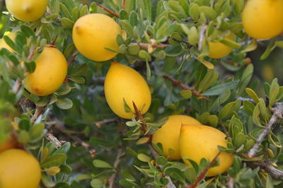 Close-up of apples on tree
