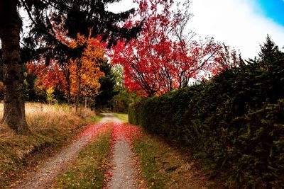 Road amidst trees against sky during autumn