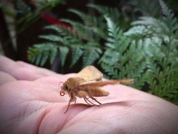 Close-up of hand holding small leaf