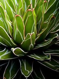 Close-up of succulent plant leaves