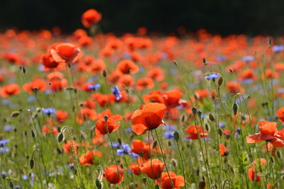 Close-up of poppy flowers in field