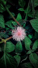 High angle view of flowering plant