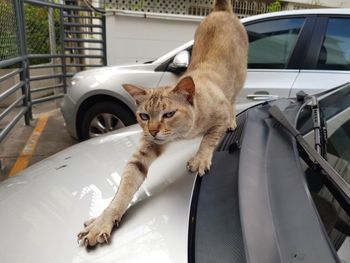 Cat looking through car window stretching it's body 