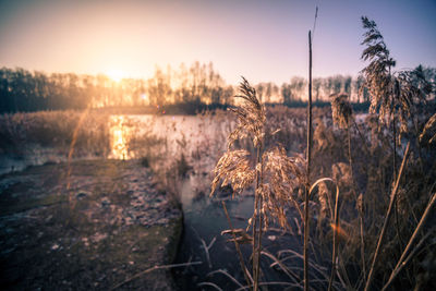 Close-up of grass by lake against sky during sunset