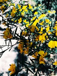 Close-up of yellow flowers blooming on tree