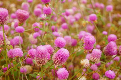 Close-up of pink flowering plants on field