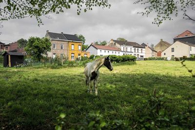 Horse on field against sky