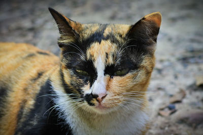 Close-up portrait of cat