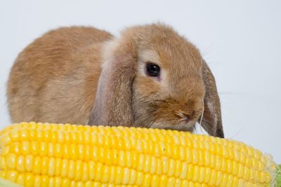 Close-up of a rabbit over white background
