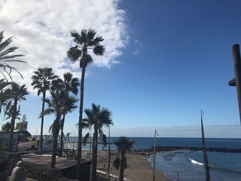 Palm trees on beach against sky