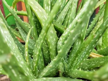 Close-up of raindrops on plant
