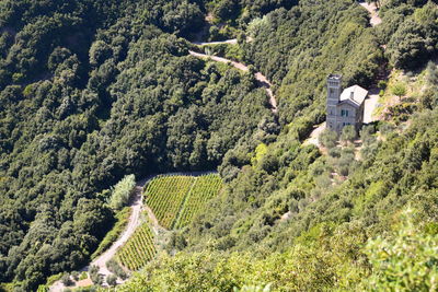 High angle view of trees and plants growing on land