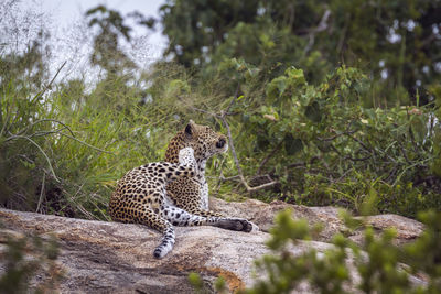 View of a cat on land