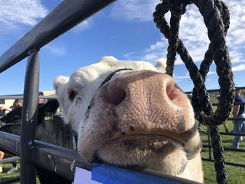 Close-up of a horse against the sky