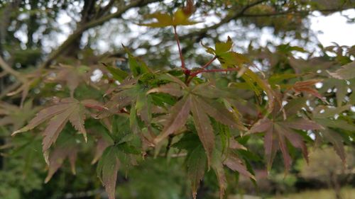 Close-up of maple leaves on branch