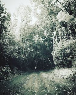 Close-up of horse against trees