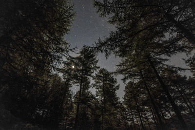 Low angle view of trees in forest against sky