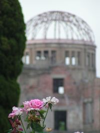 flowering plant