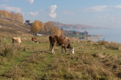 Cows graze on the shore of the big lake on the background of the village in the autumn morning.