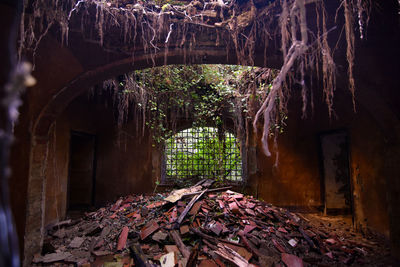 Plants and abandoned building