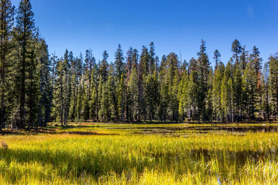 Scenic view of field against clear sky