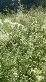 plant