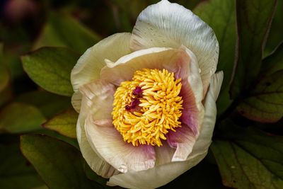 Close-up of yellow flowering plant