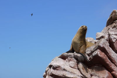 Low angle view of sea lion on rocks against clear sky